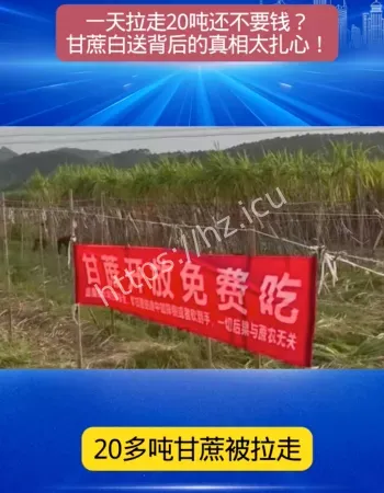 蔗农开放甘蔗地